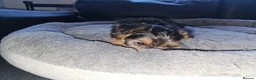 Yorkshire Terrier dogs for sale: 🐶 💖Pedigree Yorkshire Terrier Puppies💖 🐶 - Advert 25