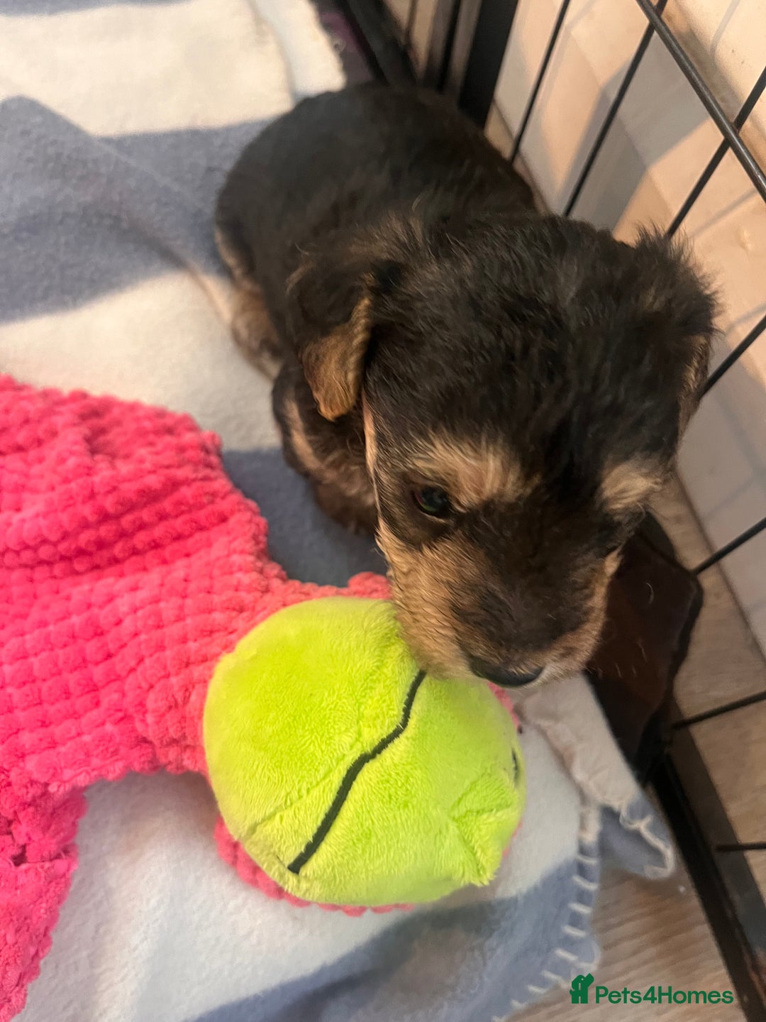 Mixed Breed dogs for sale: Adorable jackacavapoo puppies only 2 left  - Image 11