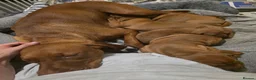 Hungarian Vizsla dogs for sale: Hungarian Vizsla Puppies – Rich Geltwood Heritage - Advert 26