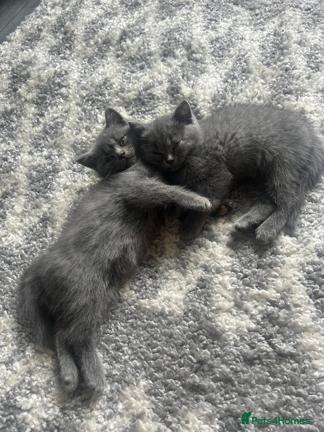 British Shorthair cats for sale: Beautiful British short hair kittens  in Manchester - Image 23