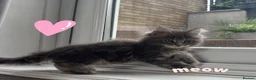 Maine Coon cats for sale: Gorgeous mainecoon babies  - Advert 1