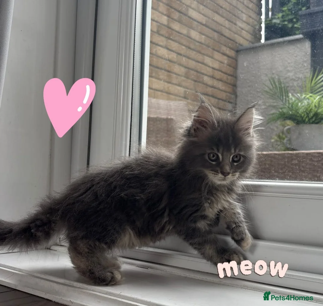 Maine Coon cats for sale: Gorgeous mainecoon babies  - Advert 1