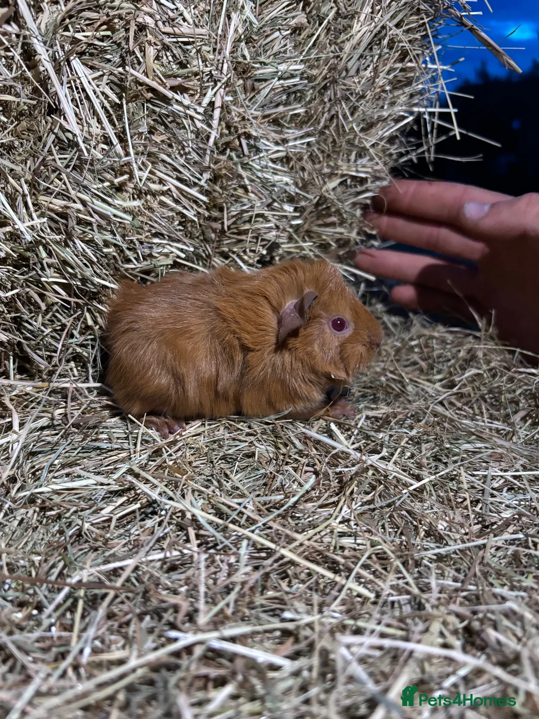 Guinea Pig rodents for sale: Baby guinea pigs for sale  - Advert 2