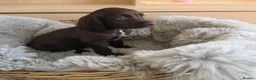 Cocker Spaniel dogs for sale: Working Type Cocker Spaniels - Advert 19