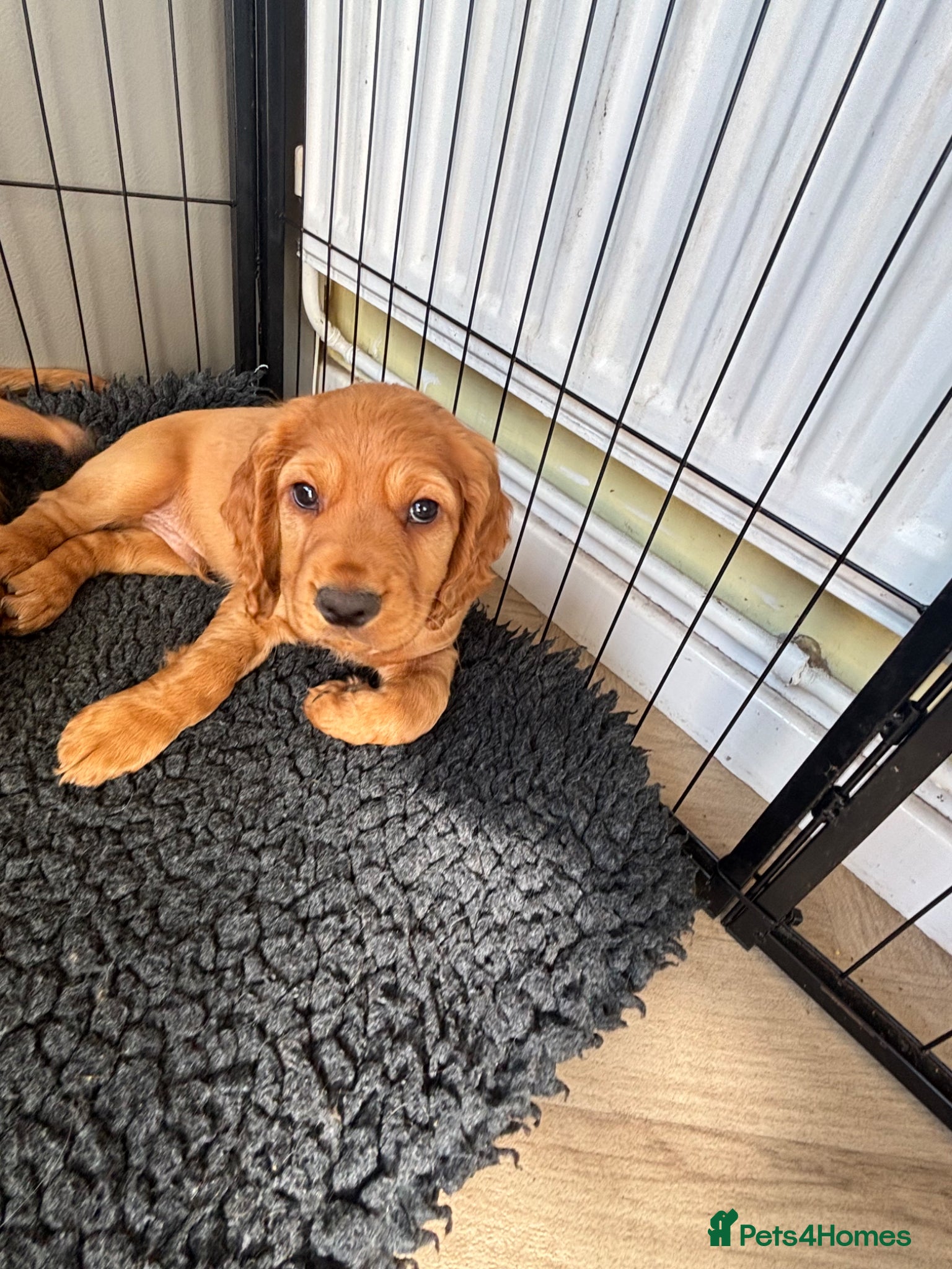 Cocker Spaniel dogs *READY NOW* 2 Boys KC Reg Working Cocker Spaniels  - Advert 3