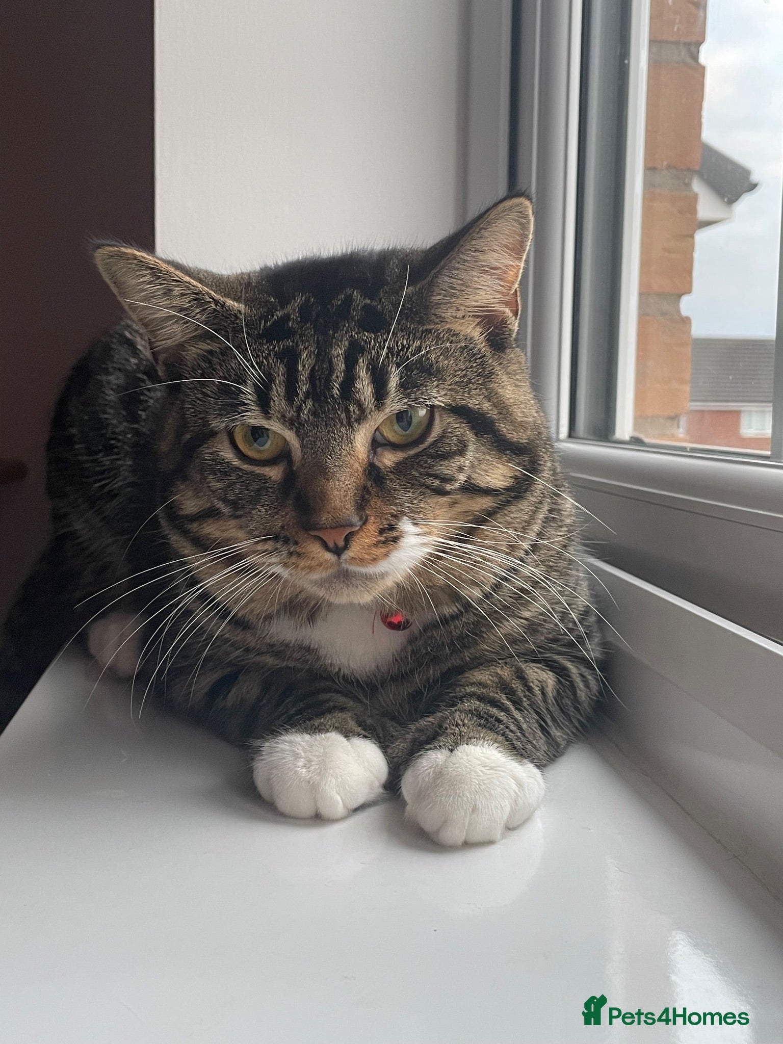 Mixed Breed cats Cat for rehome - Advert 2
