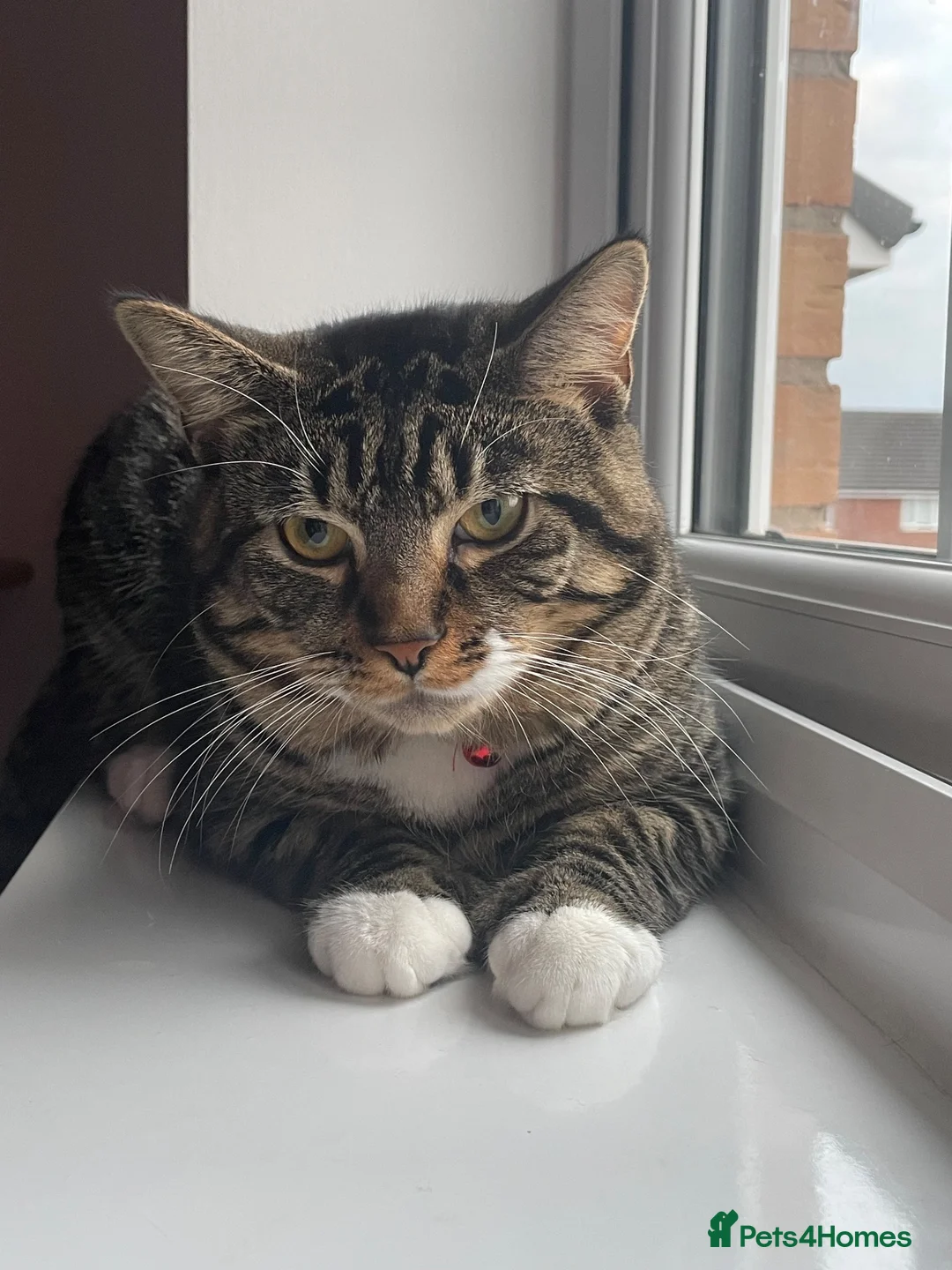 Mixed Breed cats for sale: Cat for rehome - Advert 1