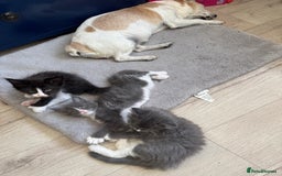 Maine Coon cats for sale: TICA registered large MaineCoon polydactyl kittens - Image 12