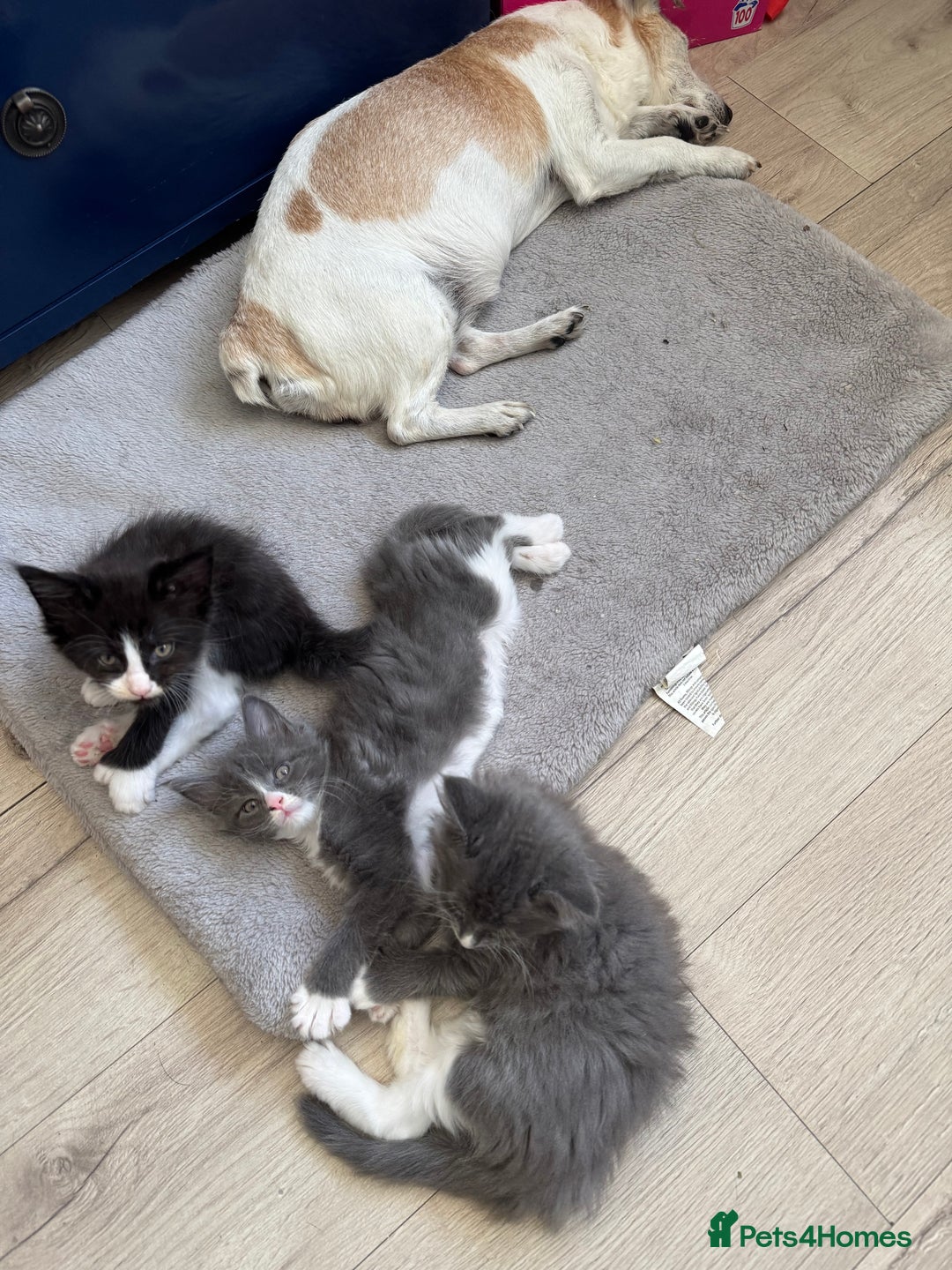 Maine Coon cats for sale: TICA registered large MaineCoon polydactyl kittens - Image 12