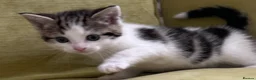 Mixed Breed cats for sale: LAYLA’S GORGEOUS LITTER OF FIVE 🐱 🐈 🐈‍⬛ 🐱 🐈  - Advert 9