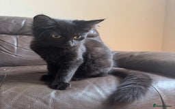 Mixed Breed cats for sale: Tuxedo/tabby mix bread cat - Image 16