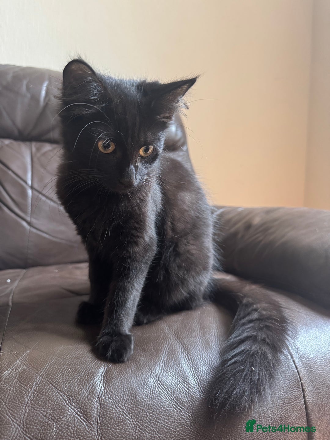 Mixed Breed cats for sale: Tuxedo/tabby mix bread cat - Image 16