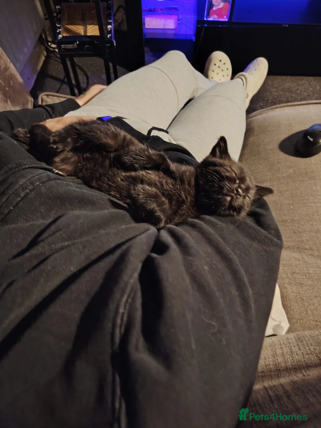 Mixed Breed cats for sale: Kittens  in Gainsborough - Advert 7