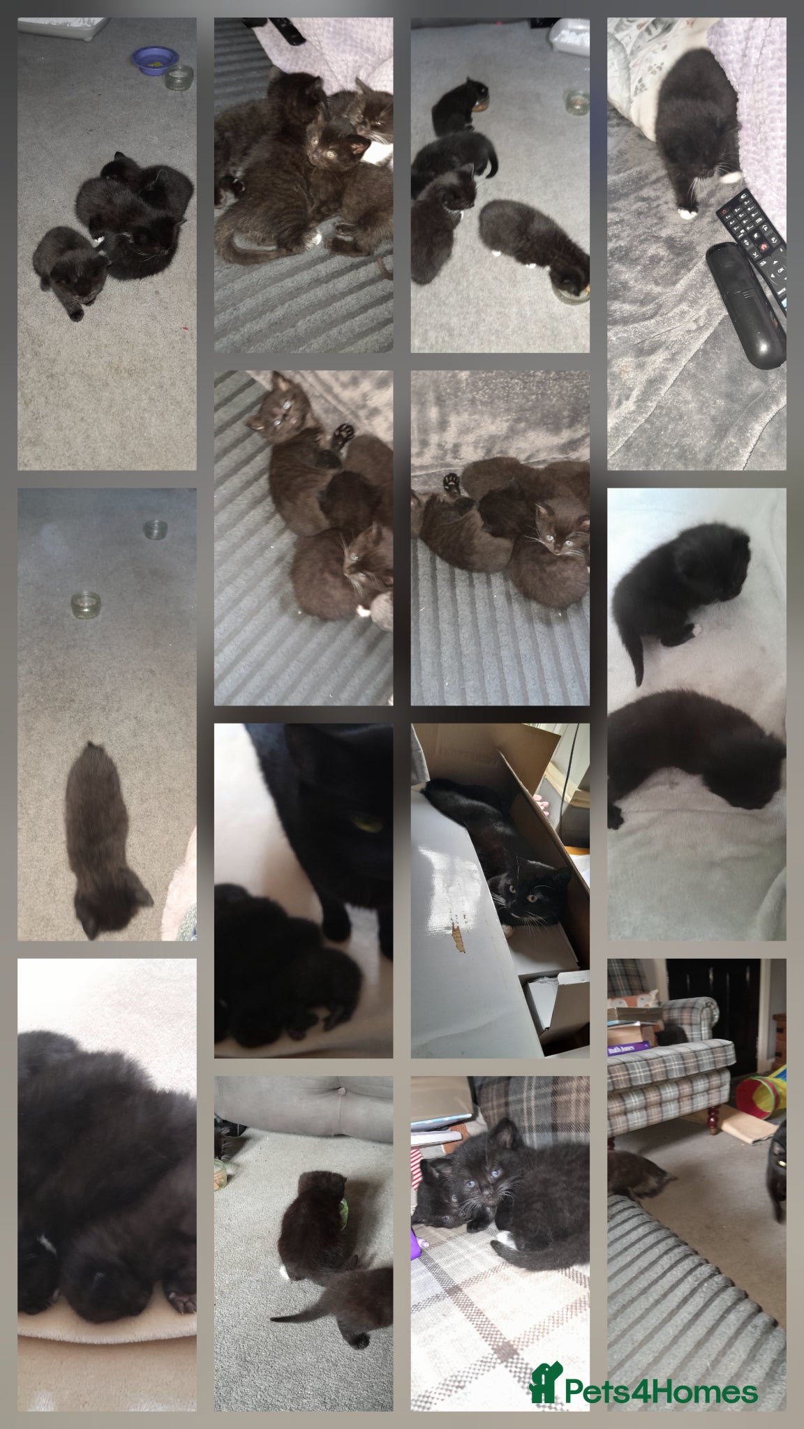 Mixed Breed cats 1 Beautiful Male Kitten 10weeks old. - Advert 2
