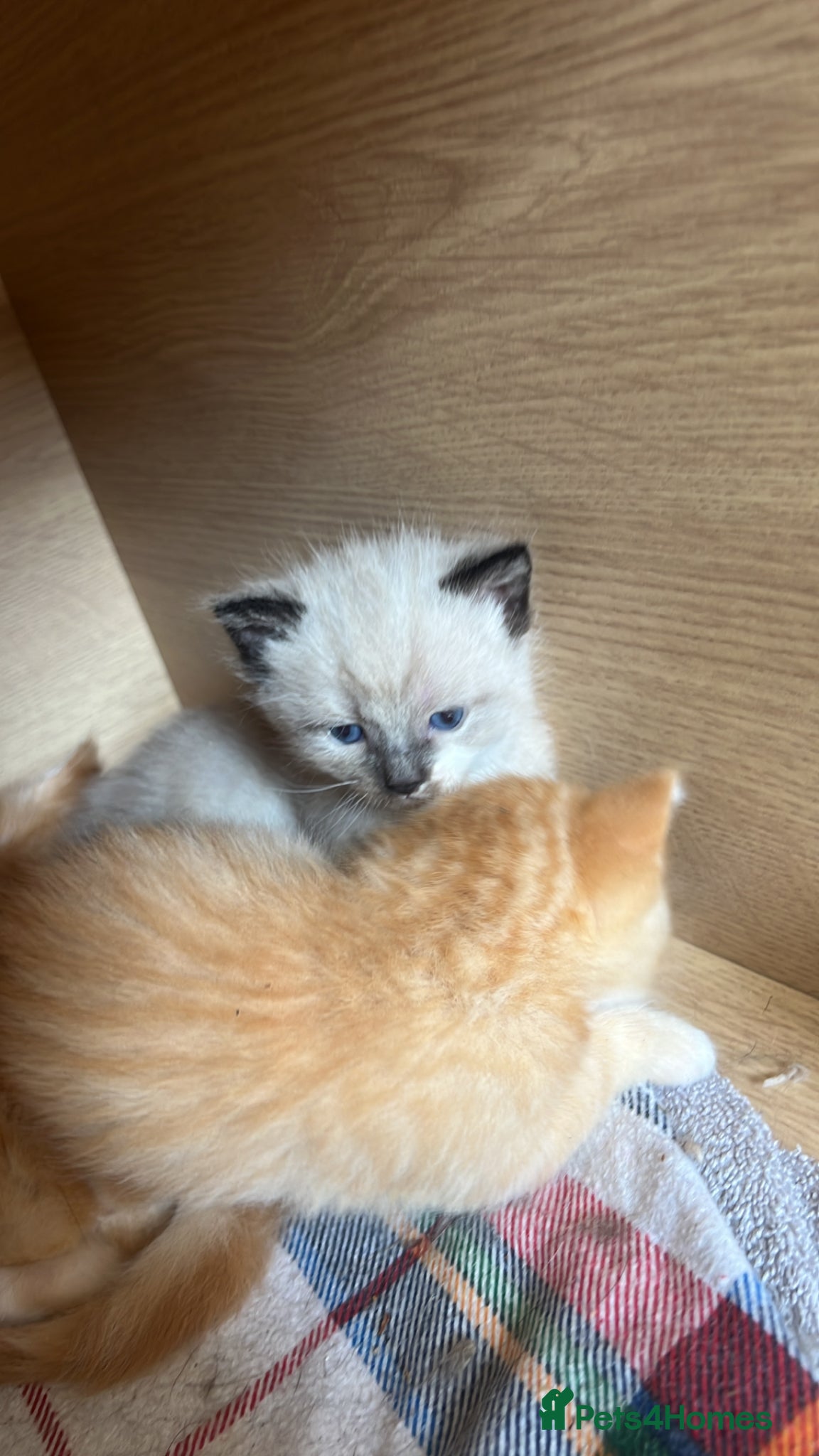 Mixed Breed cats 1 gorgeous rare coloured boy - Advert 1