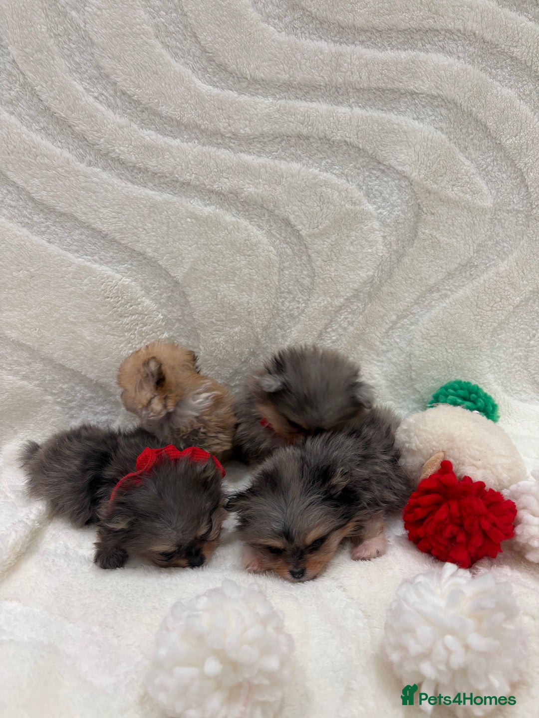 Chow Chow dogs for sale: RUSSIAN MERLE POMERANIAN PUPS - Advert 8