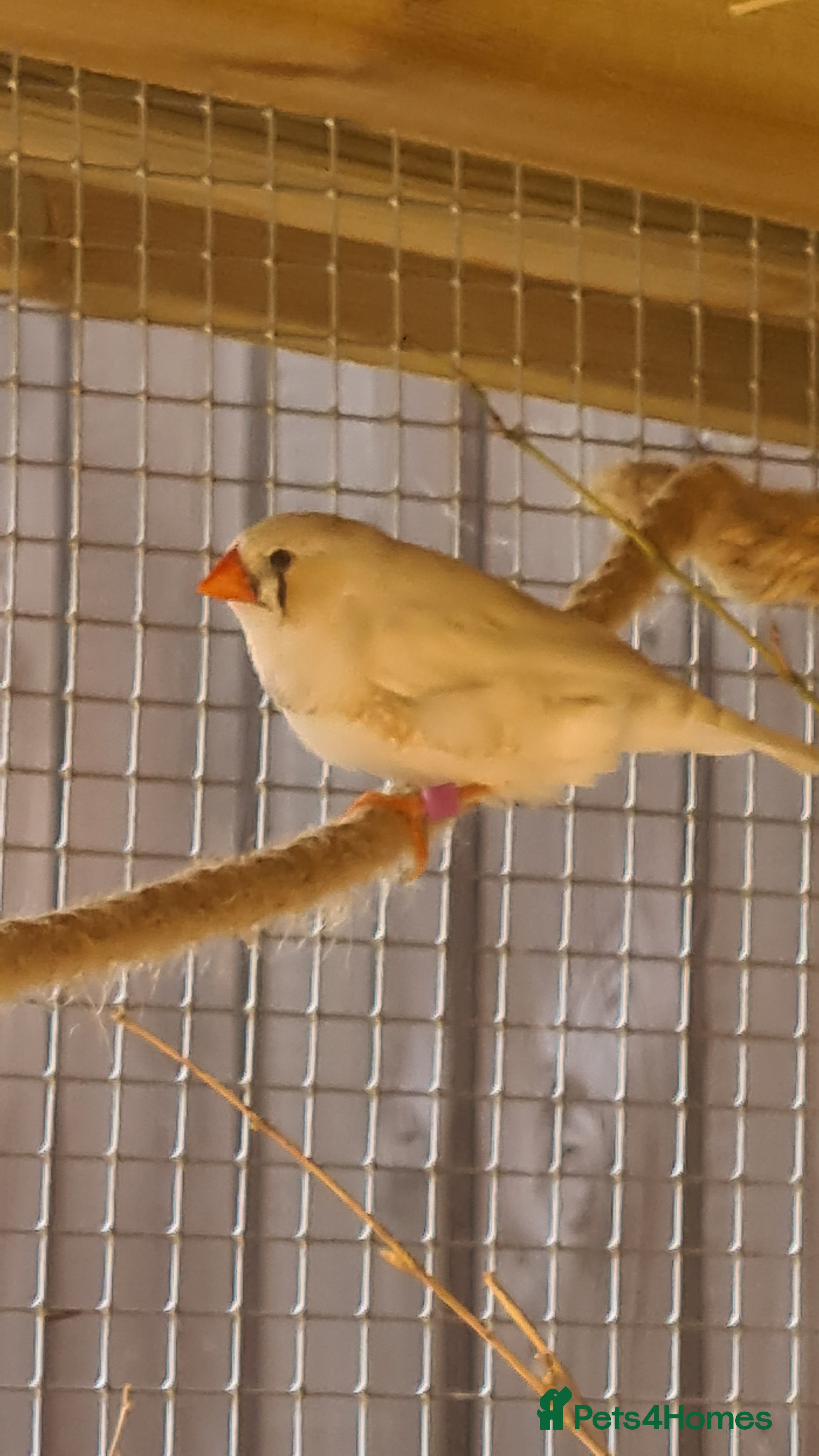 Finches birds CW zebra finch - Advert 13