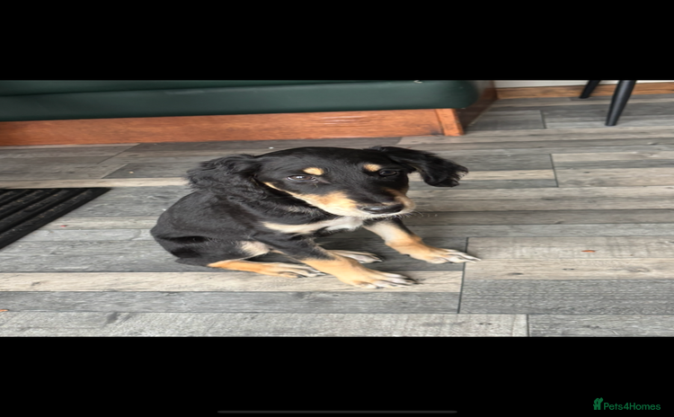 Saluki dogs - Advert 2