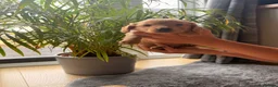 Miniature Dachshund dogs for sale: Miniature Long Haired Dachshund  - Advert 23
