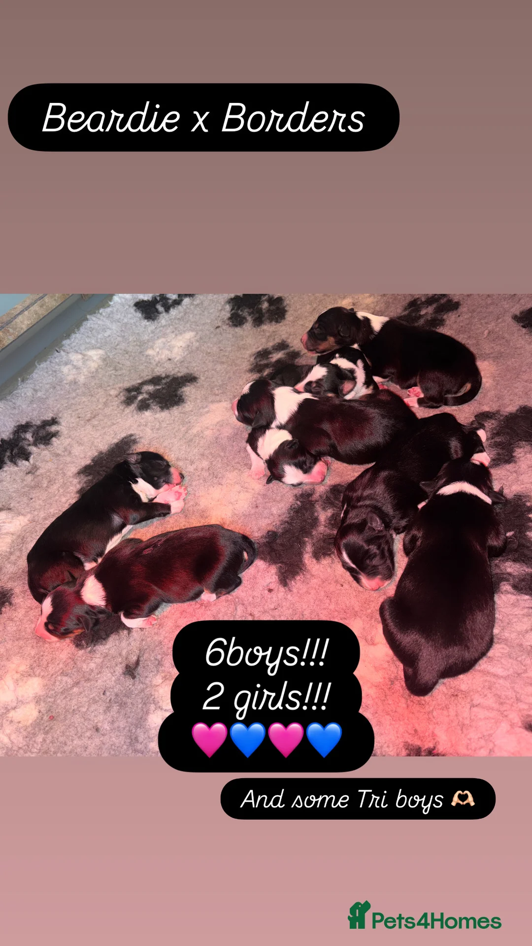 Mixed Breed dogs for sale: Beautiful, Bearded Collie x Border Collie pups.  - Advert 10