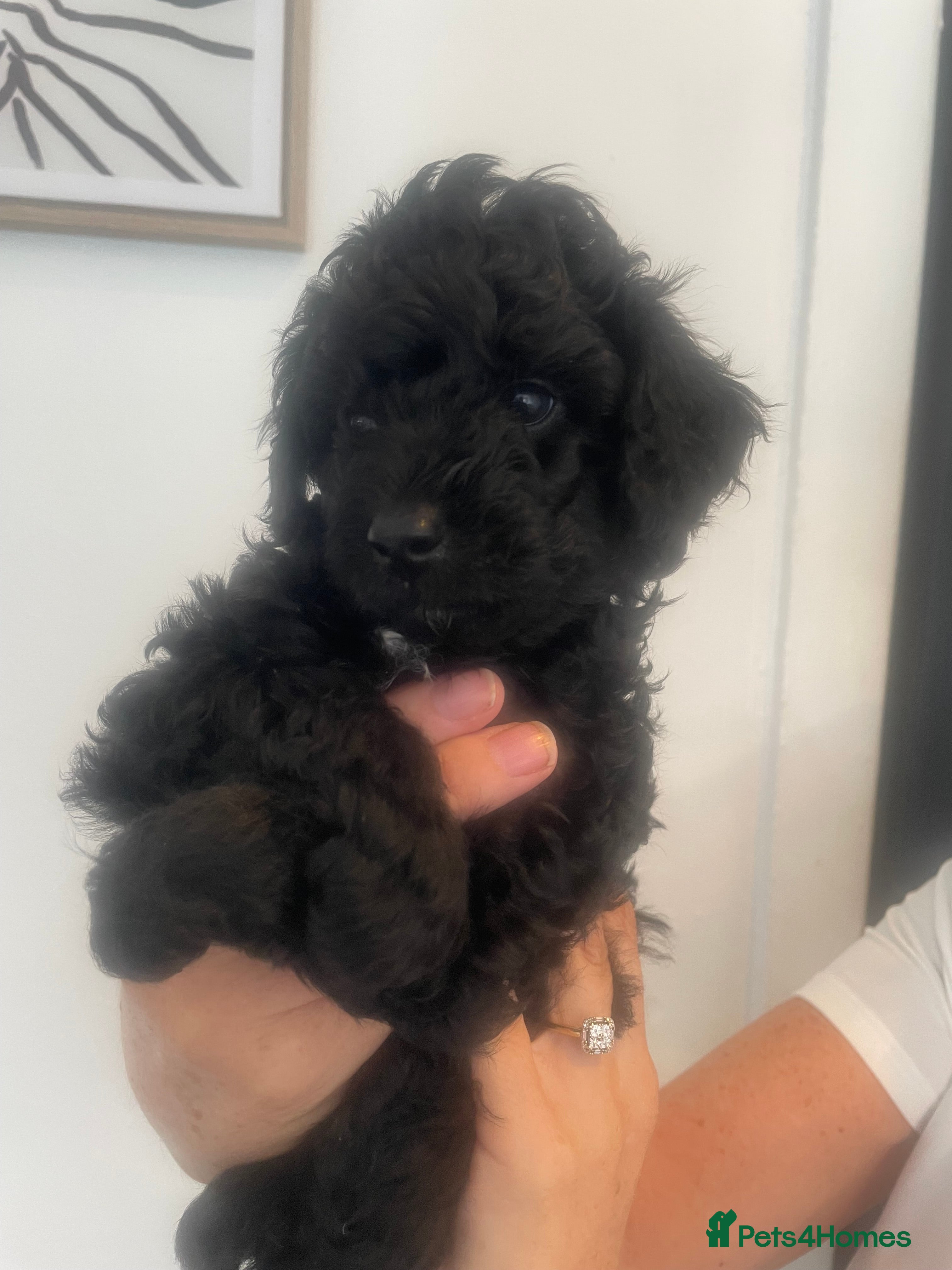 Poochon dogs Miniature F1B toy poochon  - Advert 2