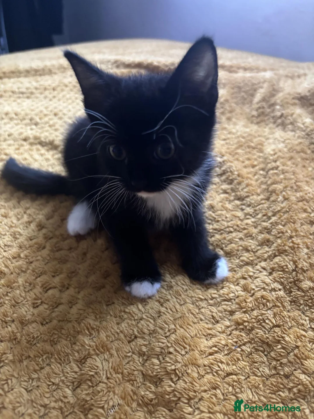 Mixed Breed cats for sale: For sale looking for a home  - Advert 4