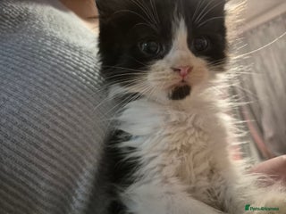 Mixed Breed cats 1 fluffy kittens left looking for forever homes - Advert 12