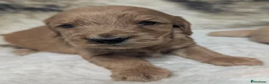 Cockapoo 7