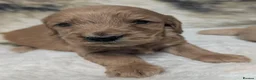 Cockapoo dogs for sale: Quality, DNA Health Clear F1 Cockapoo puppies - Advert 24