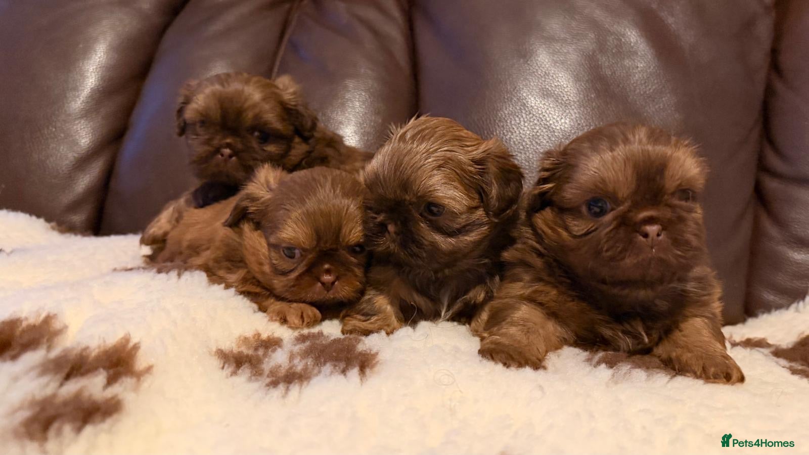 Shih Tzu dogs Chocolate imperial shihtzu puppies - Advert 11