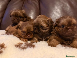 Shih Tzu dogs Chocolate imperial shihtzu puppies - Advert 11