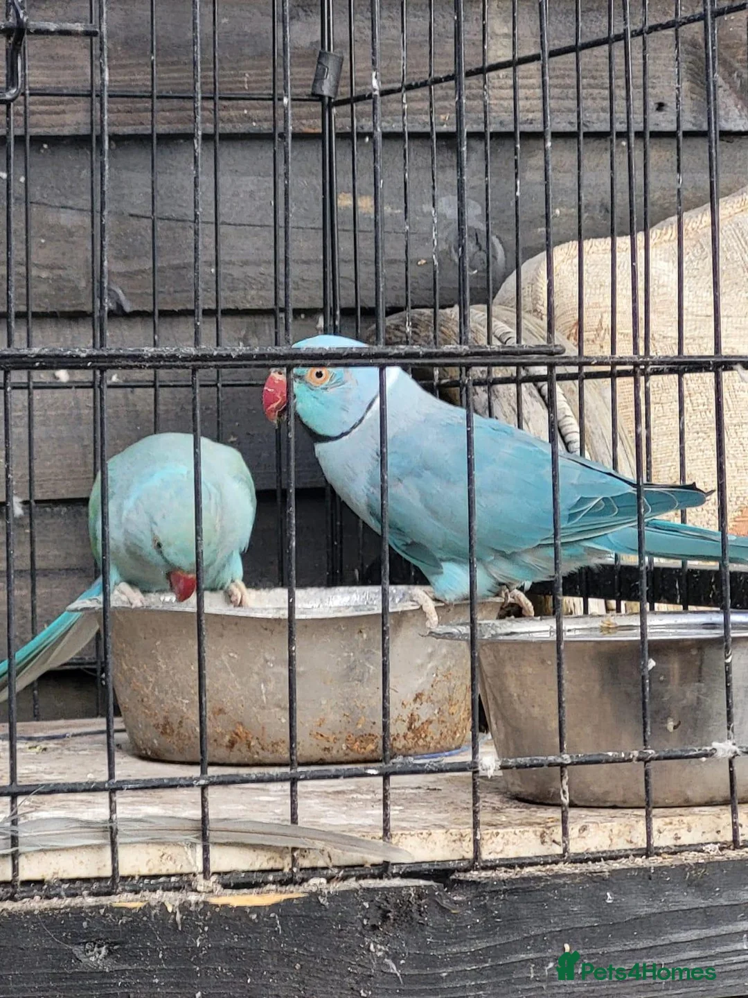 Ringnecks birds for sale: Indian ringnecks - Advert 1