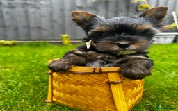Yorkshire Terrier dogs for sale: Tiny Yorkshire Terrier ( 1 boy and 2girls 🐶🐶) - Image 3