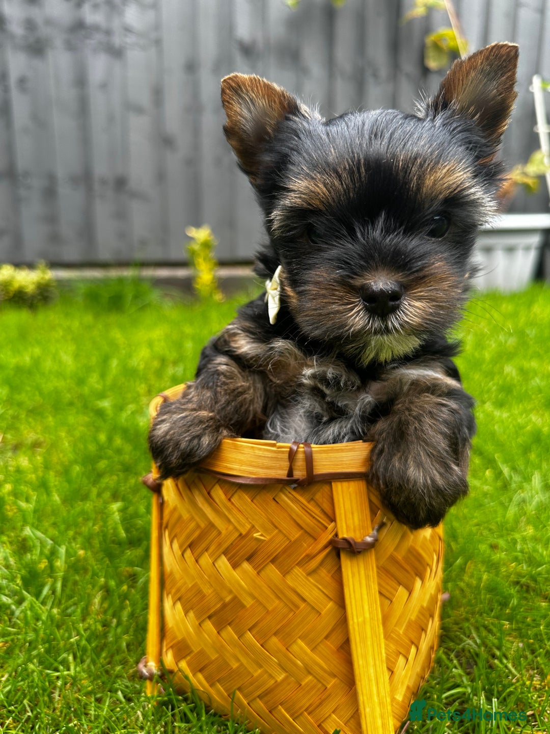 Yorkshire Terrier dogs for sale: Tiny Yorkshire Terrier ( 1 boy and 2girls 🐶🐶) - Image 3
