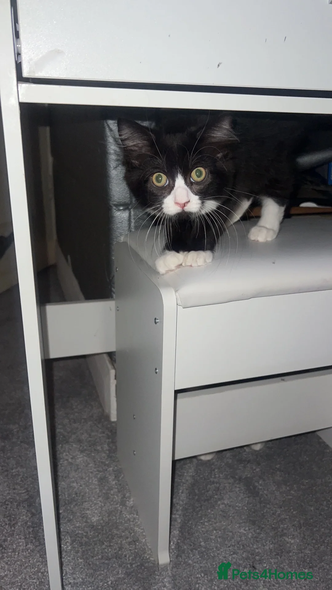 Mixed Breed cats for sale: Ragdoll cross kittens 2 left  - Advert 2