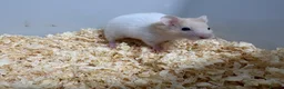 Hamster rodents for sale: Baby Syrian hamsters - Advert 10