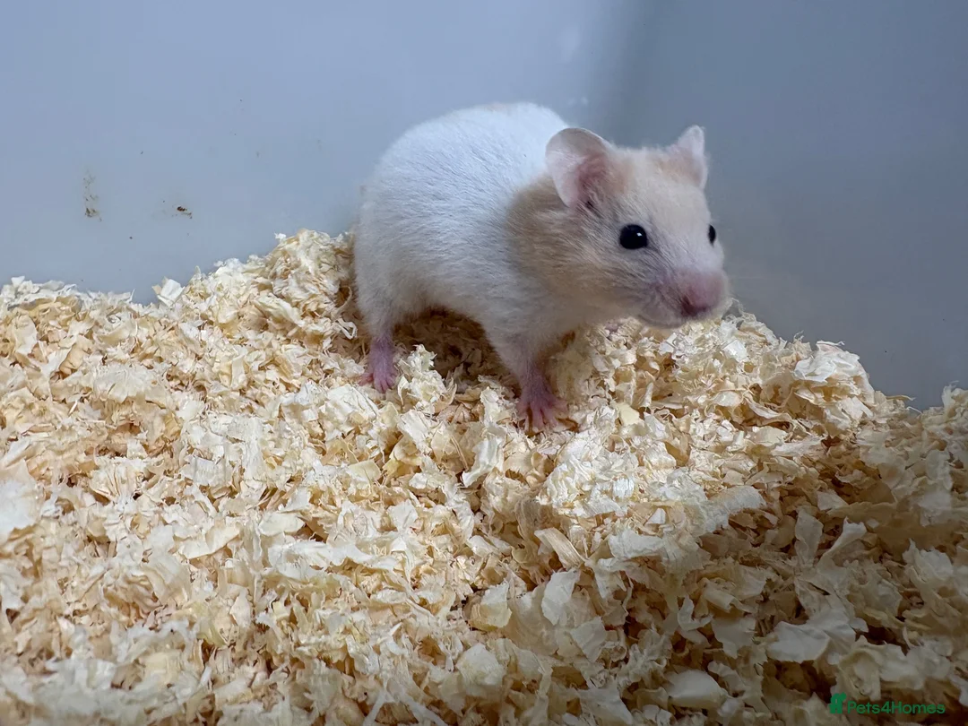 Hamster rodents for sale: Baby Syrian hamsters - Advert 10