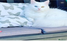 Mixed Breed cats for sale: Patch & Pixie - Image 2