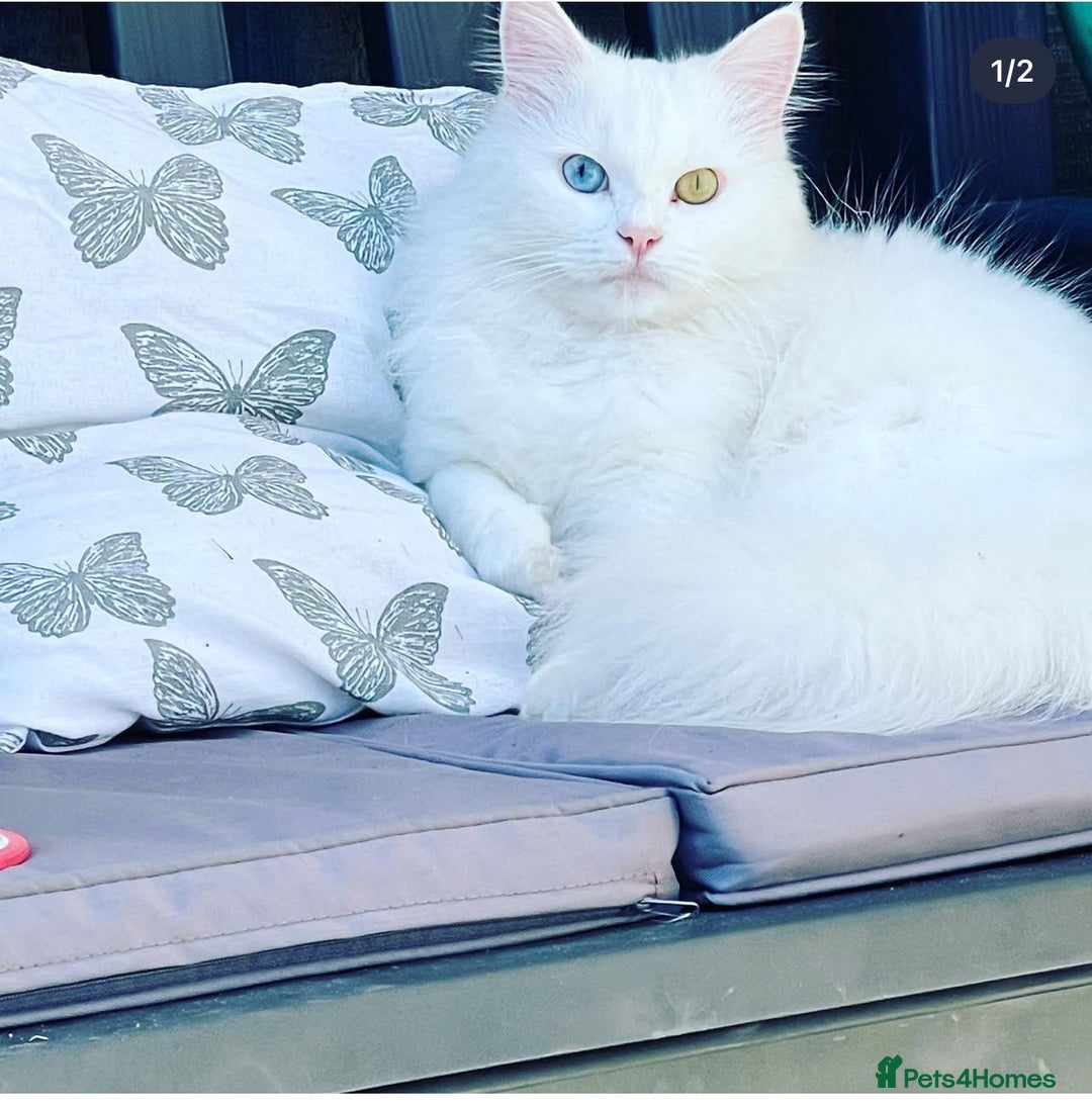 Mixed Breed cats for sale: Patch & Pixie - Image 2