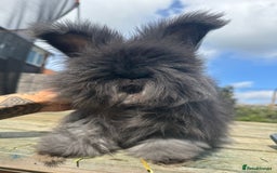 Angora rabbits for sale: French Import Maxi Face Angora - Image 3