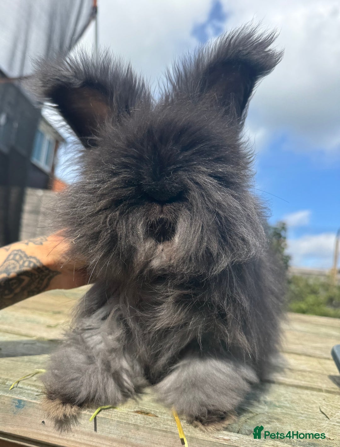 Angora rabbits for sale: French Import Maxi Face Angora - Image 3