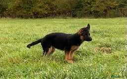 German Shepherd dogs for sale: 25 years experience breeding German Shepherds  - Image 13