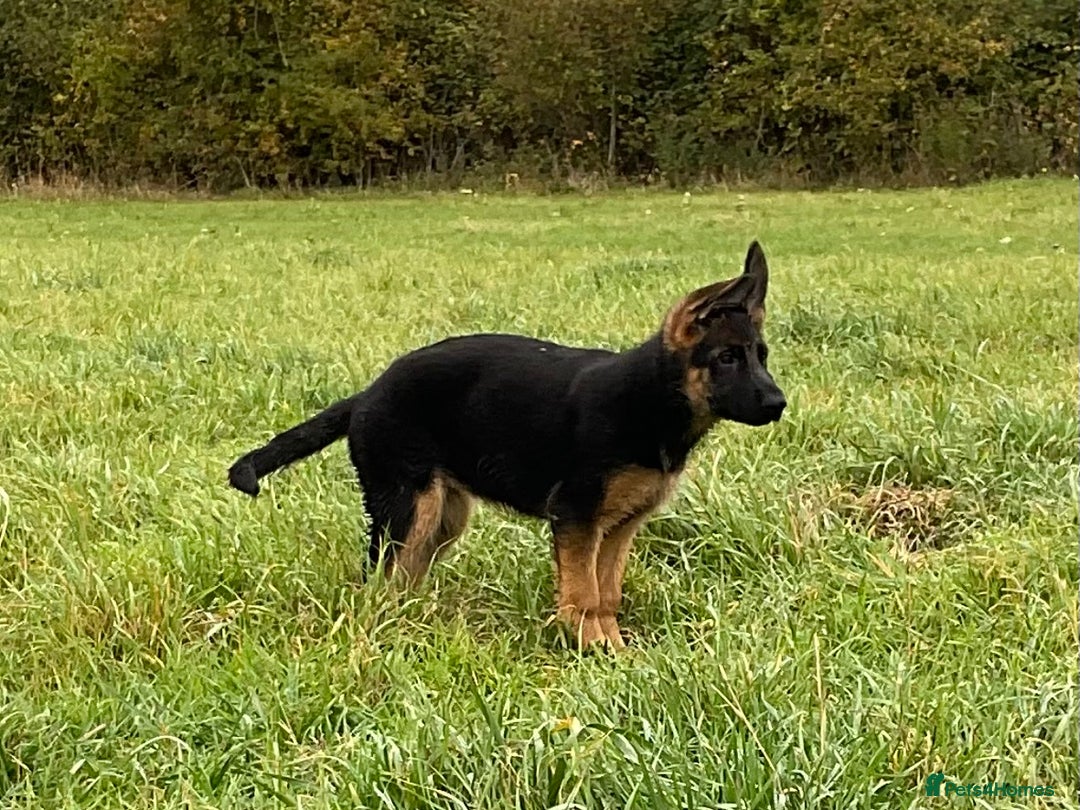 German Shepherd dogs for sale: 25 years experience breeding German Shepherds  - Image 13