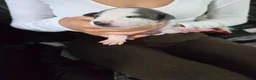 Whippet dogs for sale: Whippet  in Wakefield - Advert 5