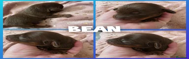Miniature Dachshund Puppy 5