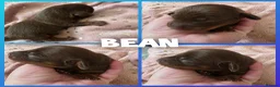 Miniature Dachshund dogs for sale: Minature dachshund puppies in Saint Helens - Advert 6