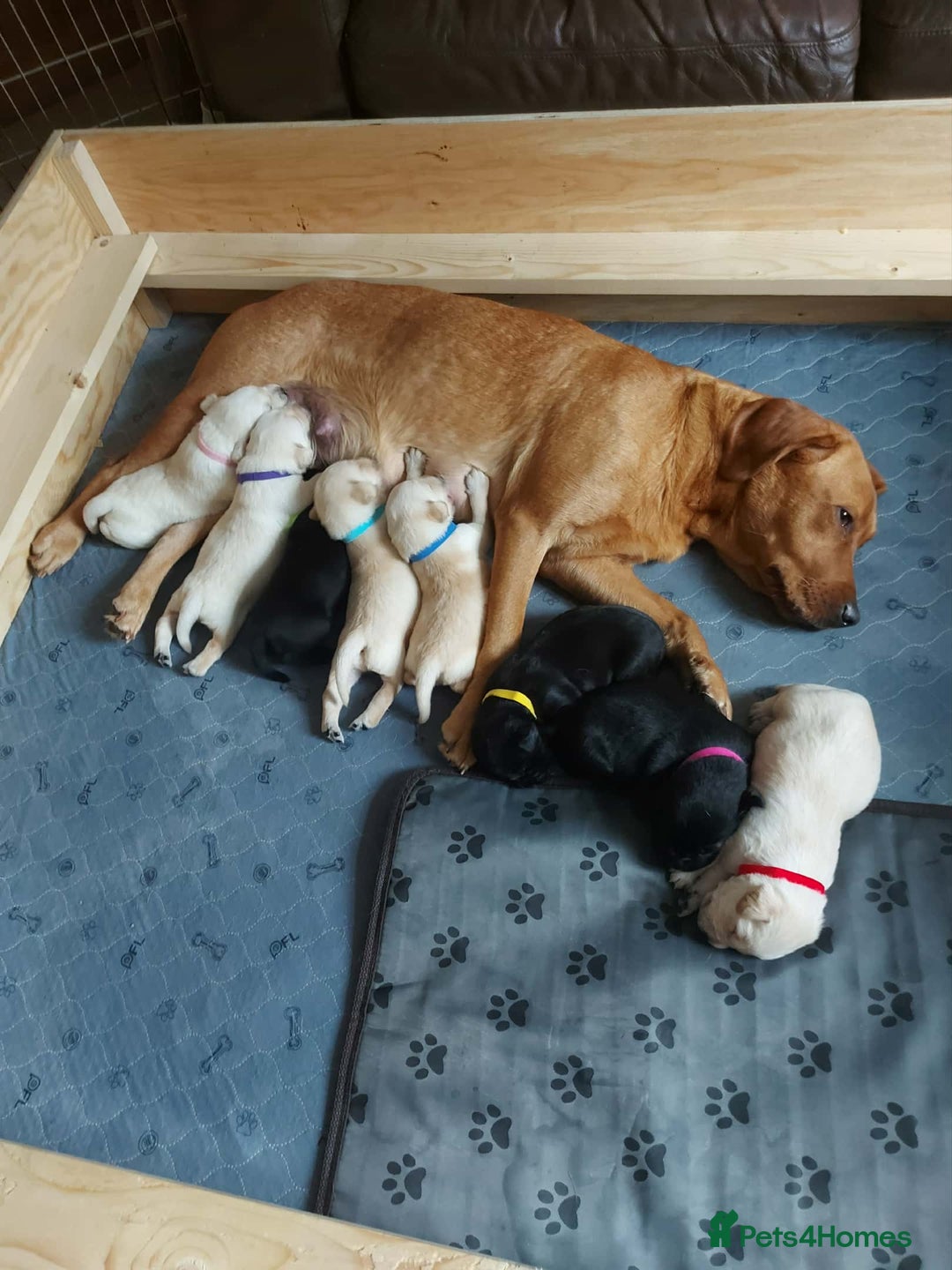 Goldador dogs for sale: 9 Week old Goldador Puppies - ready to go - Advert 11