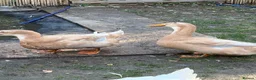 Ducks poultry for sale: Mixture of ducks  - Advert 8