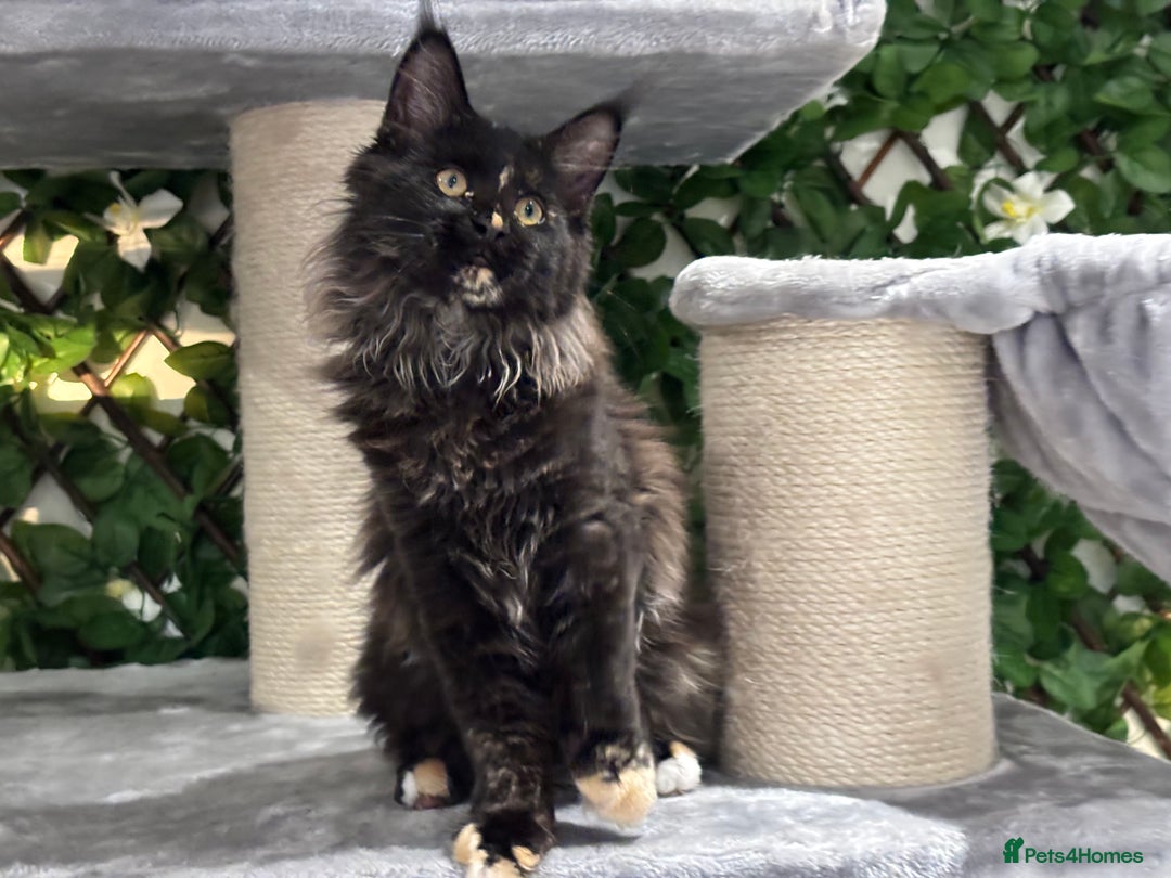 Maine Coon cats for sale: Tica Stunning Kittens  - Image 18