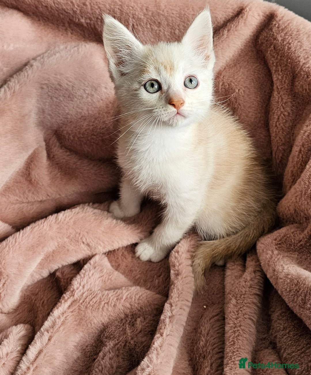 Maine Coon cats for sale: Half Maine Coon kittens - Advert 7